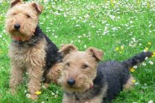 Urlaub mit Hund Ferienwohnung Deutschland Ferienhaus Haustier