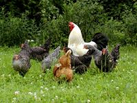 Bauernhofurlaub Deutschland Tiere Bauernhof Ferien