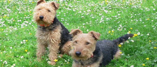 Hundehotels Deutschland Unterkunft Hundeurlaub