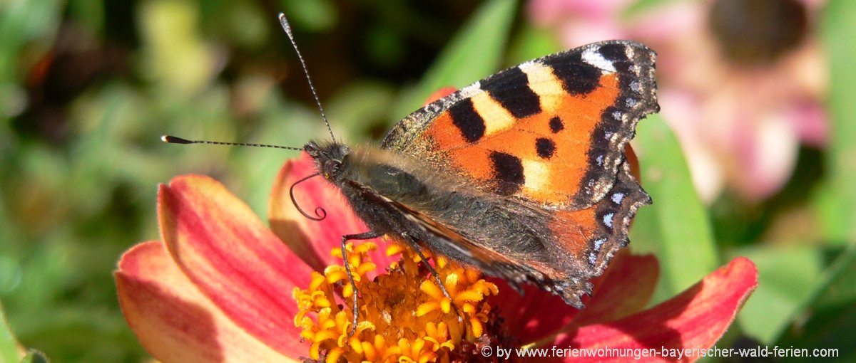 naturbilder-bayern-blumenfotos-deutschland-schmetterling